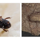 Left: A living maize weevil. Right: Image of a maize weevil impression from the surface of a pottery fragment.